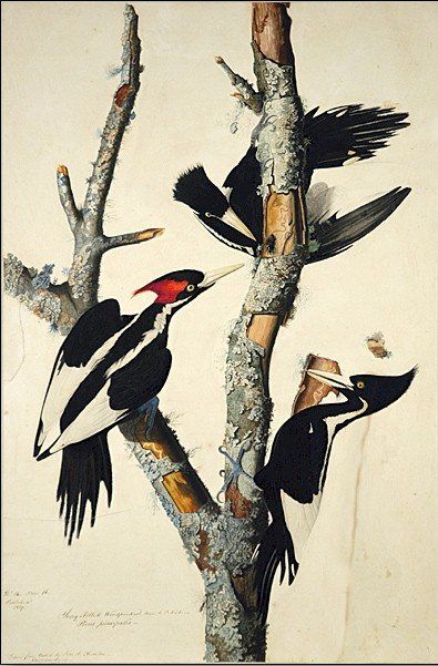 John James Audubon Ivory-Billed Woodpecker